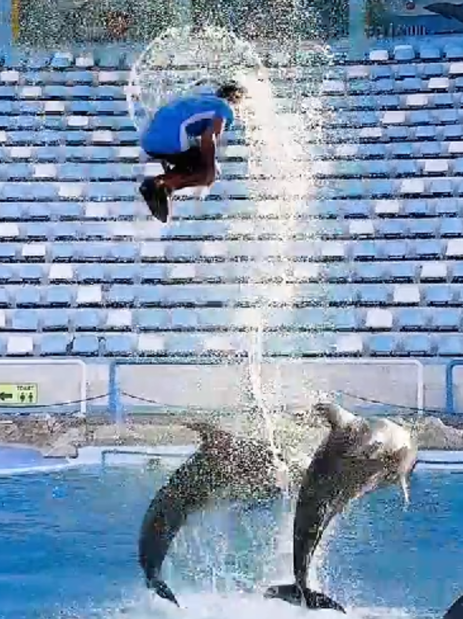 صابرينا و شيرك بيرفعوني عالي في الجو عشان اتشقلب مرتين👌🐬
