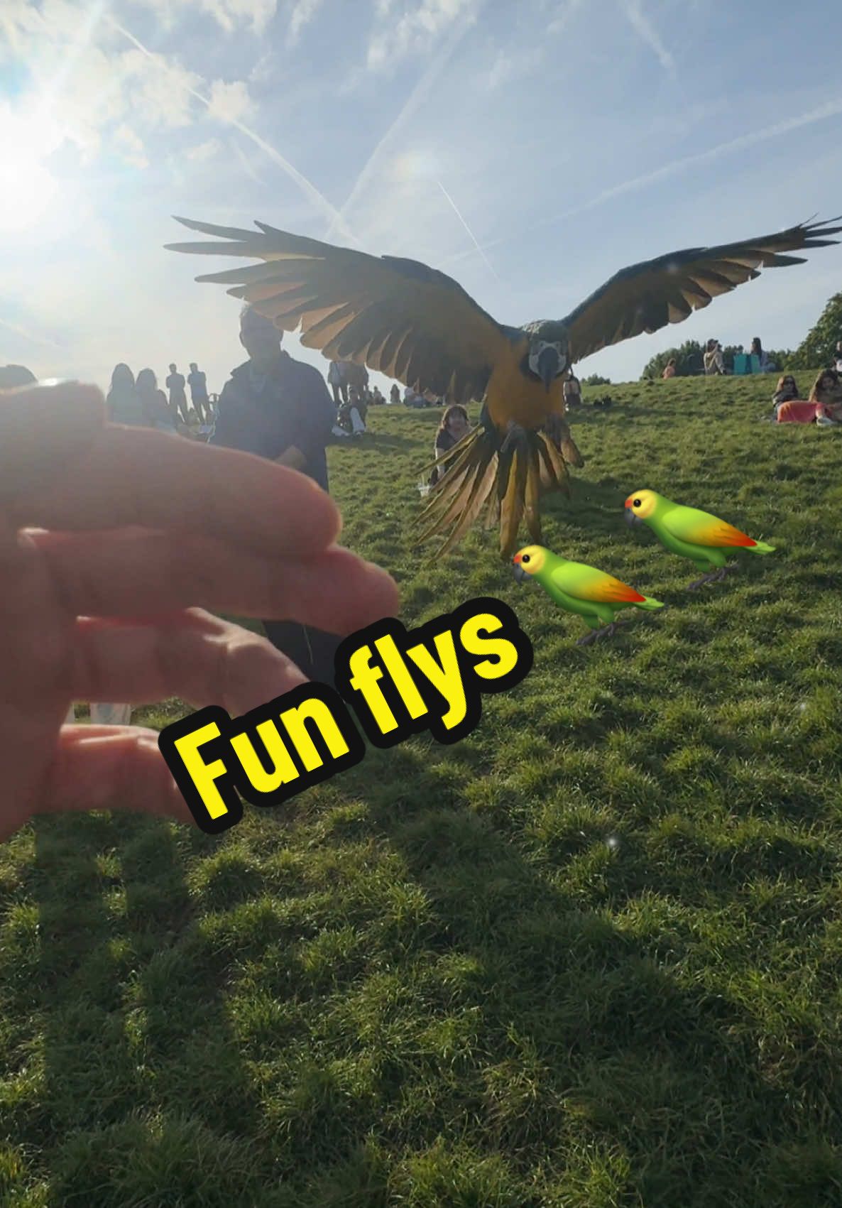Parrots of Primrosehill #summerfun #summertime #parrotsoftiktok #parrot #primrosehill #parklife #goodvibes #fyp #pov #petlife 