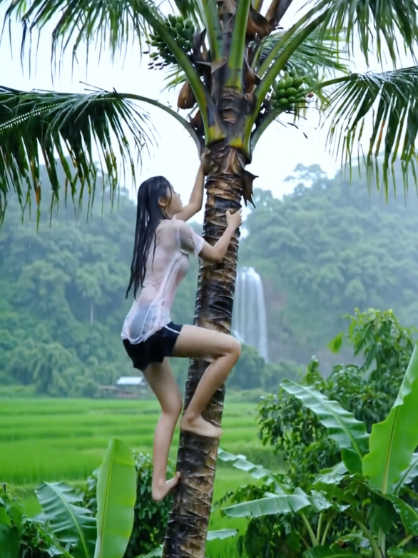 Sampai di pucuk kelapa #beautiful #viral #rain #beauty 