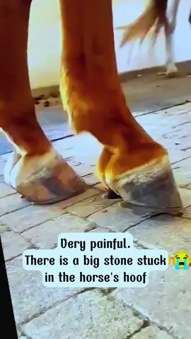Pitifully🚀🐴 #farrier #farriersoftiktok #farrierlife #horse #satisfying #hoof #hoofcare #hoofcleaning #asmr #animals 