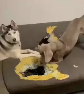 🤣🤣🤣