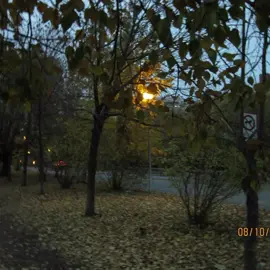 love this song #gloomy #weather #fyp #pinterest #aesthetic #fall #foryoupage #autumn #autumnvibes #falldealsforyou #fallaesthetic #fypシ #aesthetics #core #vibes #fypage #viral #trees #edit #edits #trending #viralvideo #foryourpage 