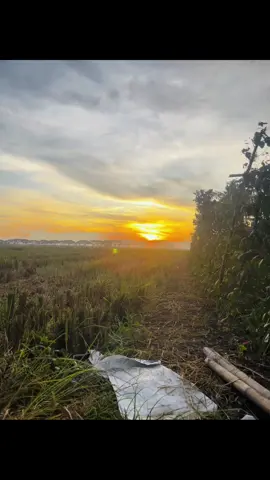 #fypage #4you #fyp #sunset #sawah #alam #fyppppppppppppppppppppppp #fotolive#waww 