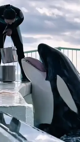 #orcas #trending #foryou #orcas #trending #foryou  #orcas #trending #foryou 
