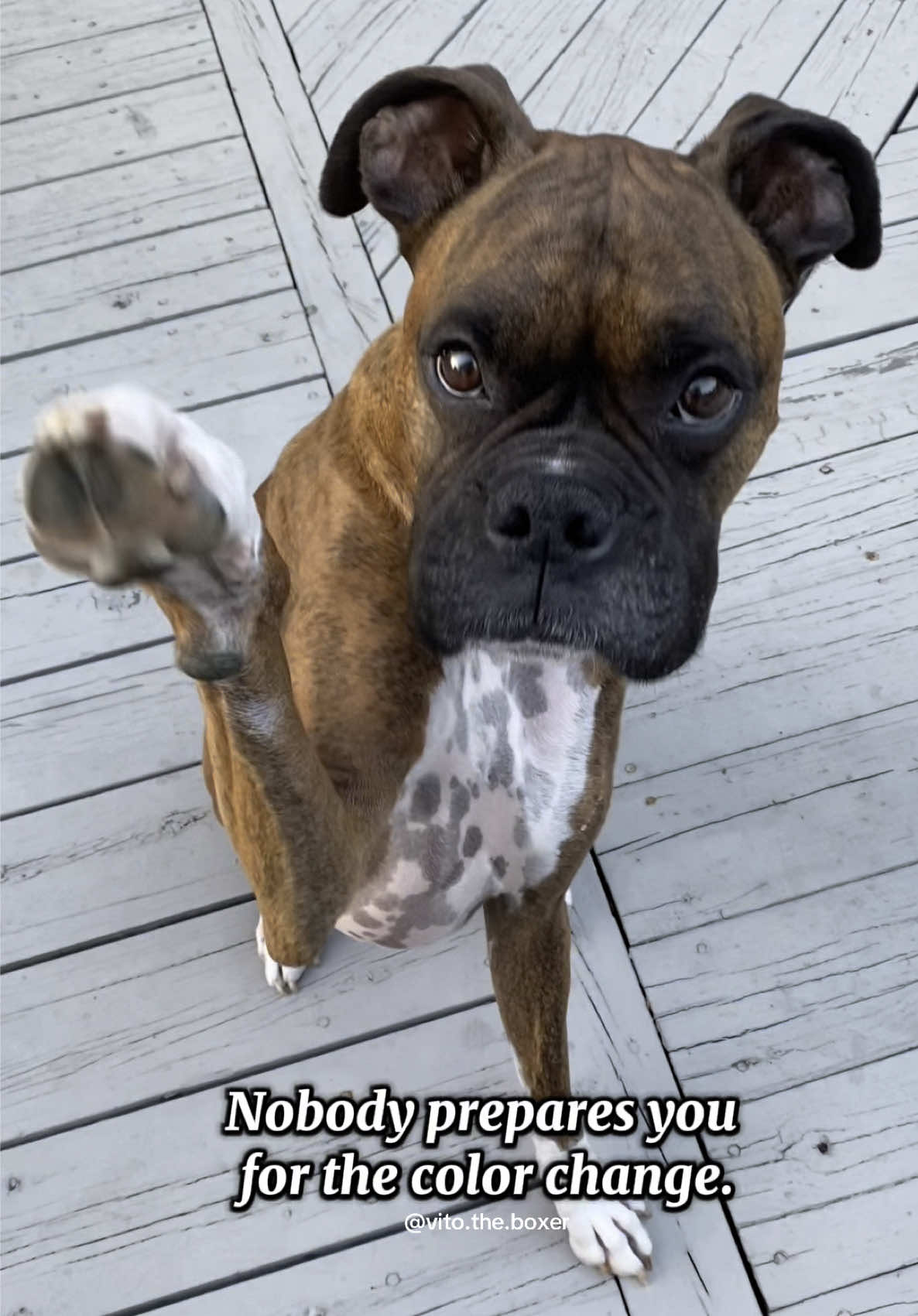 I love making myself cry 🩶 #vitotheboxer#dogsoftiktok#iloveyou #fyp #mywholeworld #mybaby #myheart #bestdogever 