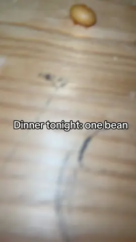 No plate #bean #beans 