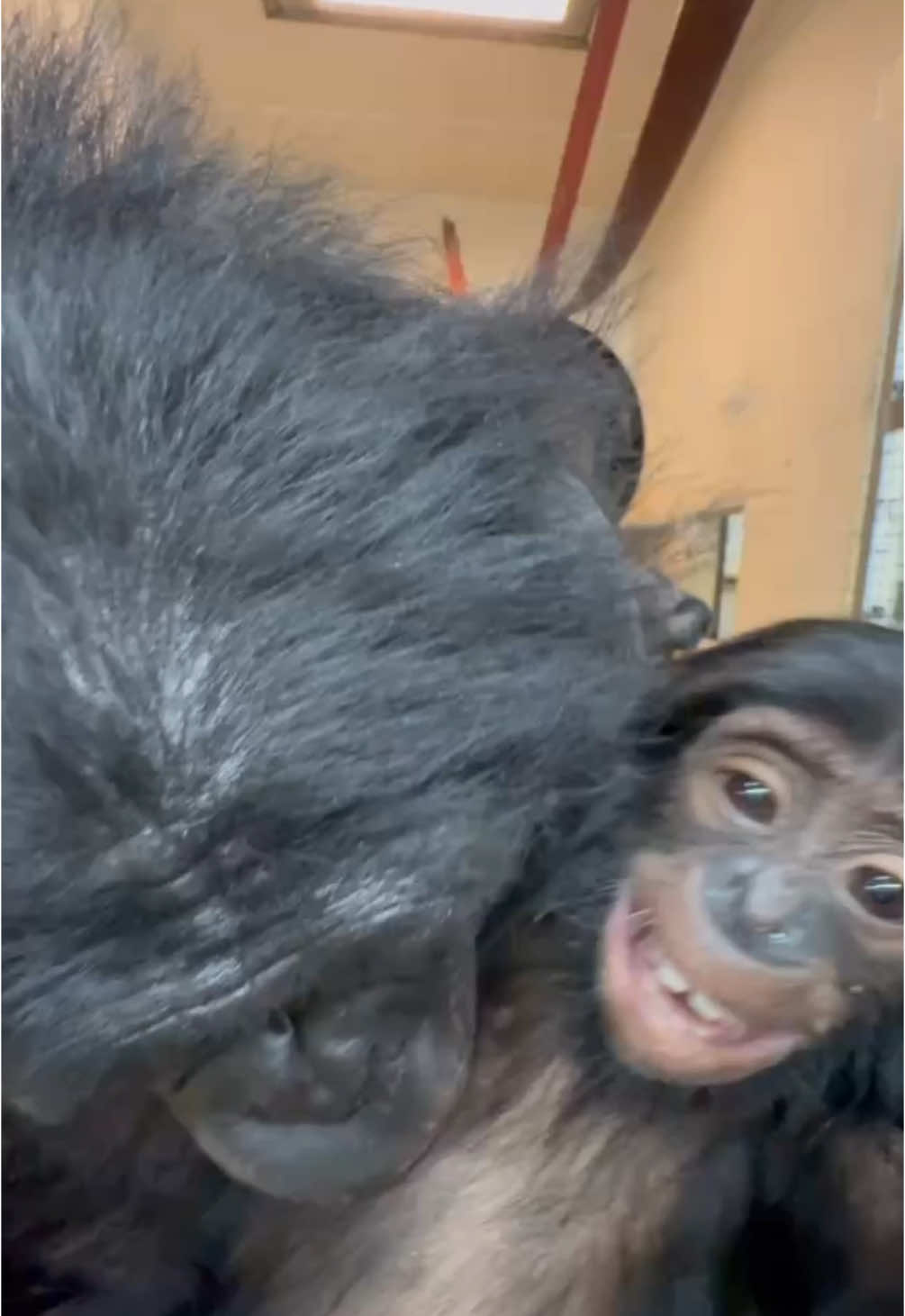 Kesi gives Daisy raspberries! Here at the Cincinnati Zoo, we’re constantly amazed by the way our bonobo troop cares for each other— especially when it comes to raising little ones. Bonobos practice alloparenting, which means aunties, siblings, and even unrelated members of the group pitch in to help care for babies! This cooperative care strengthens social bonds, eases the burden on moms, and helps young bonobos learn how to be great parents themselves one day.