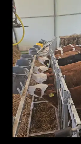 #fyp #machtdasplusweg #landwirtschaft #farmlife #funniestvideosever 