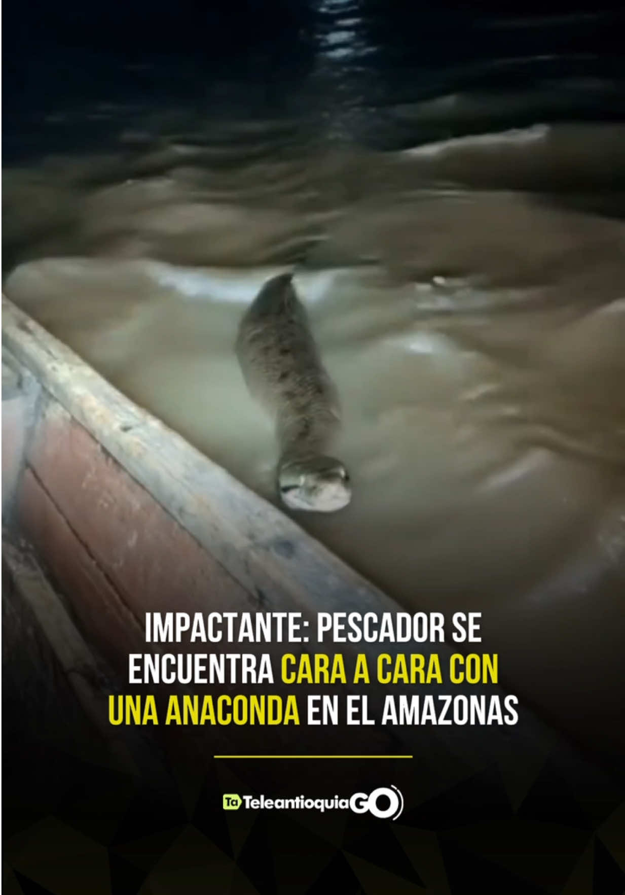 #Viral | Un pescador vivió un impactante encuentro en plena noche mientras navegaba en el río Amazonas. Al sentir movimientos en el agua, creyó que se trataba de un pez, pero al alumbrar con su linterna descubrió que tenía frente a él a una enorme serpiente. El momento fue captado en video y rápidamente se hizo viral en redes sociales. Por su tamaño y el lugar del encuentro, se presume que podría tratarse de una anaconda verde, una de las serpientes más grandes del mundo, capaz de superar los 8 metros de longitud.