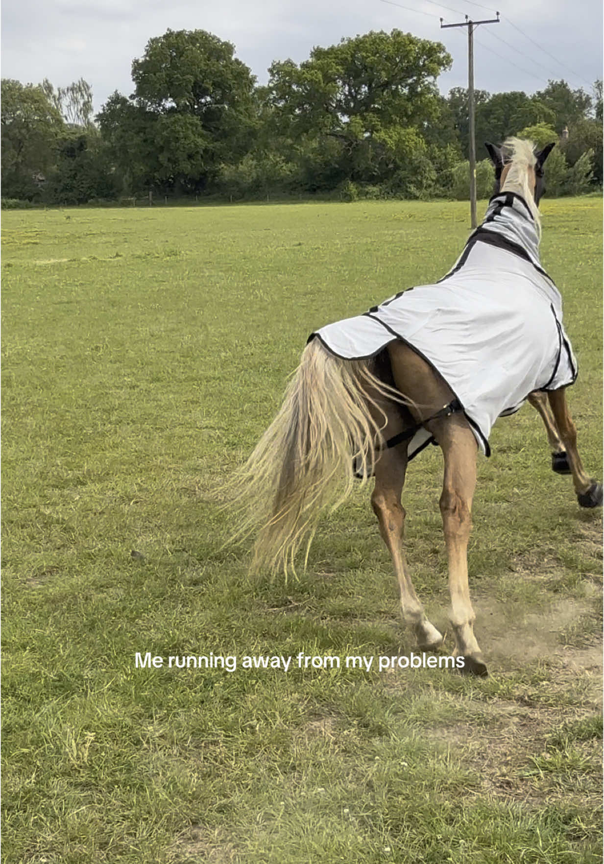 Just like her mum, running from her problems🤣  #fyp #foryoupagе #viral #foryoupag #trendingvideo #equine #equine #horses #horsesoftiktok #horsegirl 