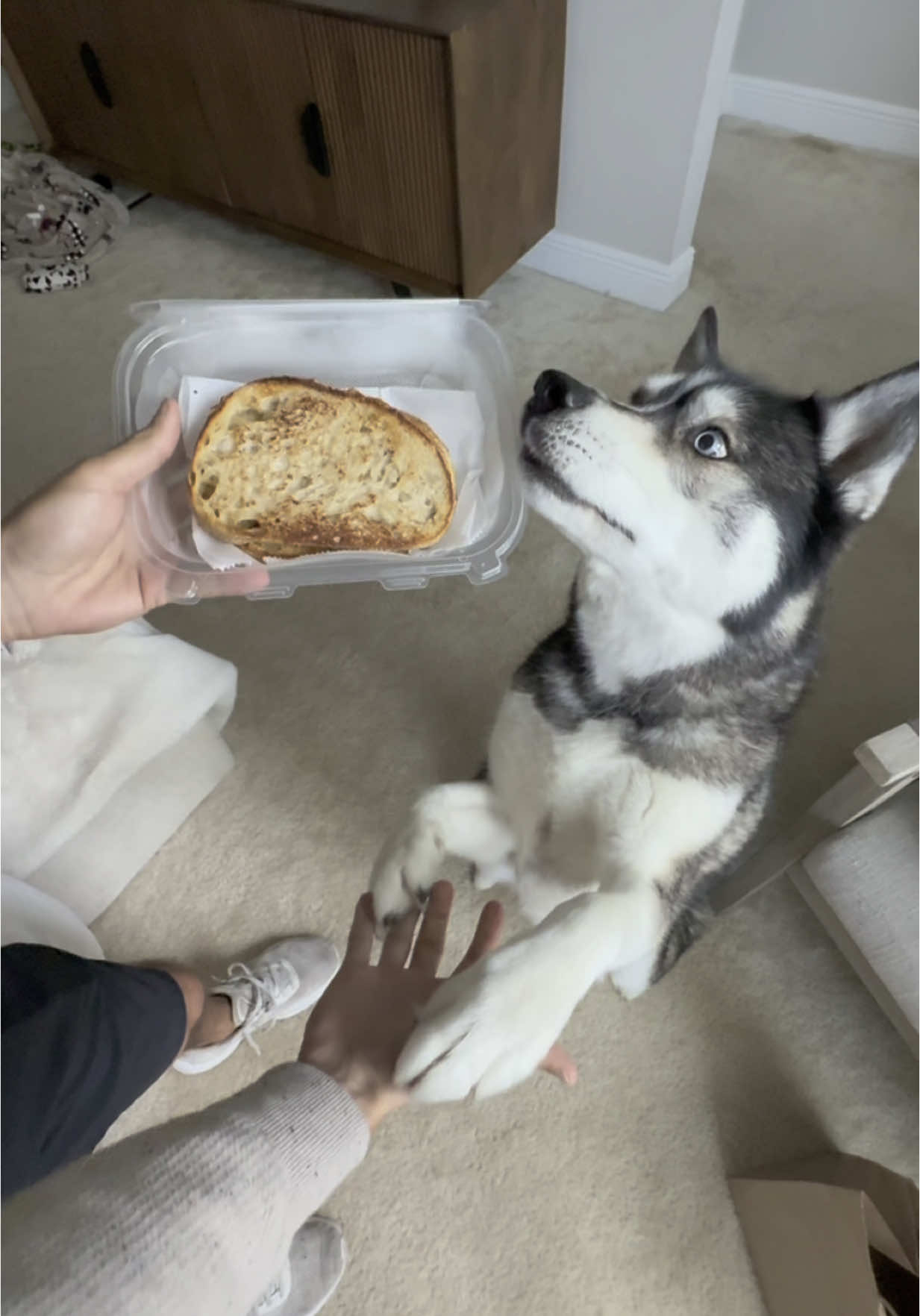 Replying to @SamsungUS Titan asked and Samsung delivered… 🍞 #dogsoftiktok #dogsoftiktokviral #dogs #dog #husky #huskies @SamsungUS 