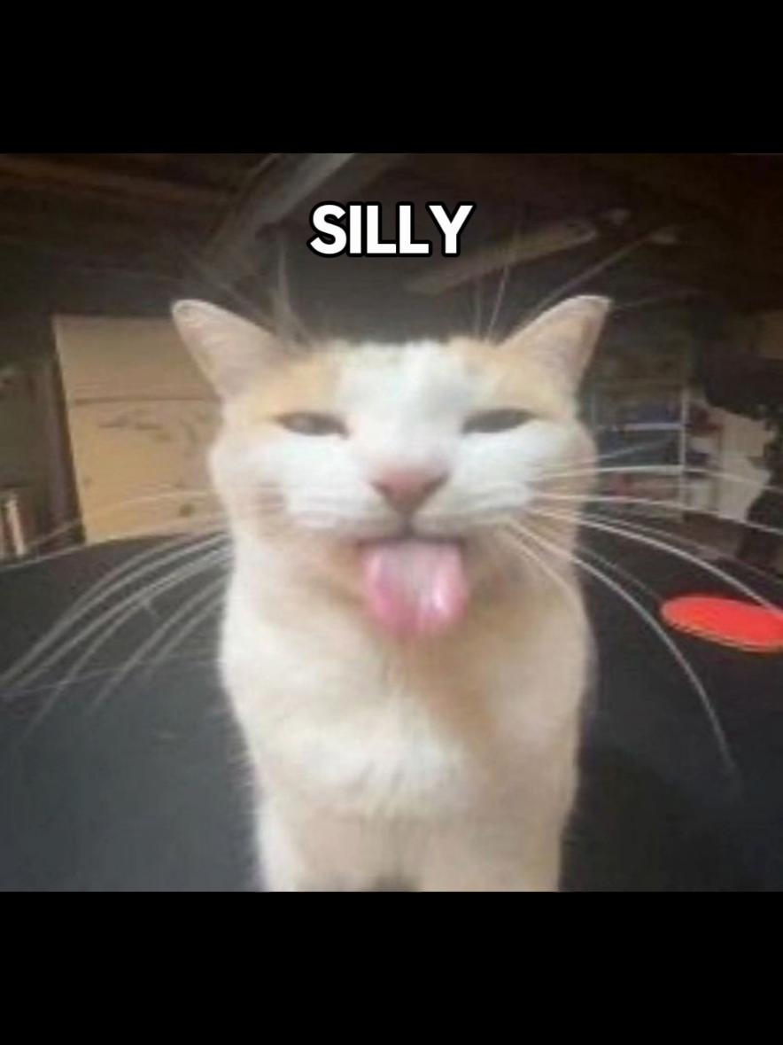 GET SILLY ‼️😸 #catcore #cats #lyrics #fyp 