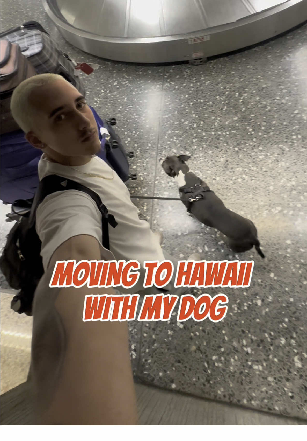 Was a long process but we made it, he was such a good boy on the plane too  #hawaii #oahu #viral #trending #latino #paradise #nbadraft #waikiki #pitbull #fypシ゚viral 