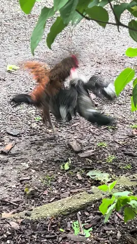 Baby roosters fight like siblings too 🐔 🐔 🤣 #chicken #chickensoftiktok #chickens #hen #farmlife #fyp #fypシ #fypage #breakitup #fight #fighting #Siblings 