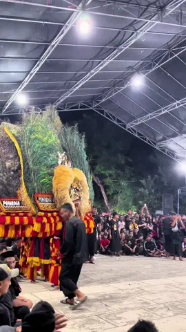 lalapo 🦚 #storyreog #boloreog #fyp 