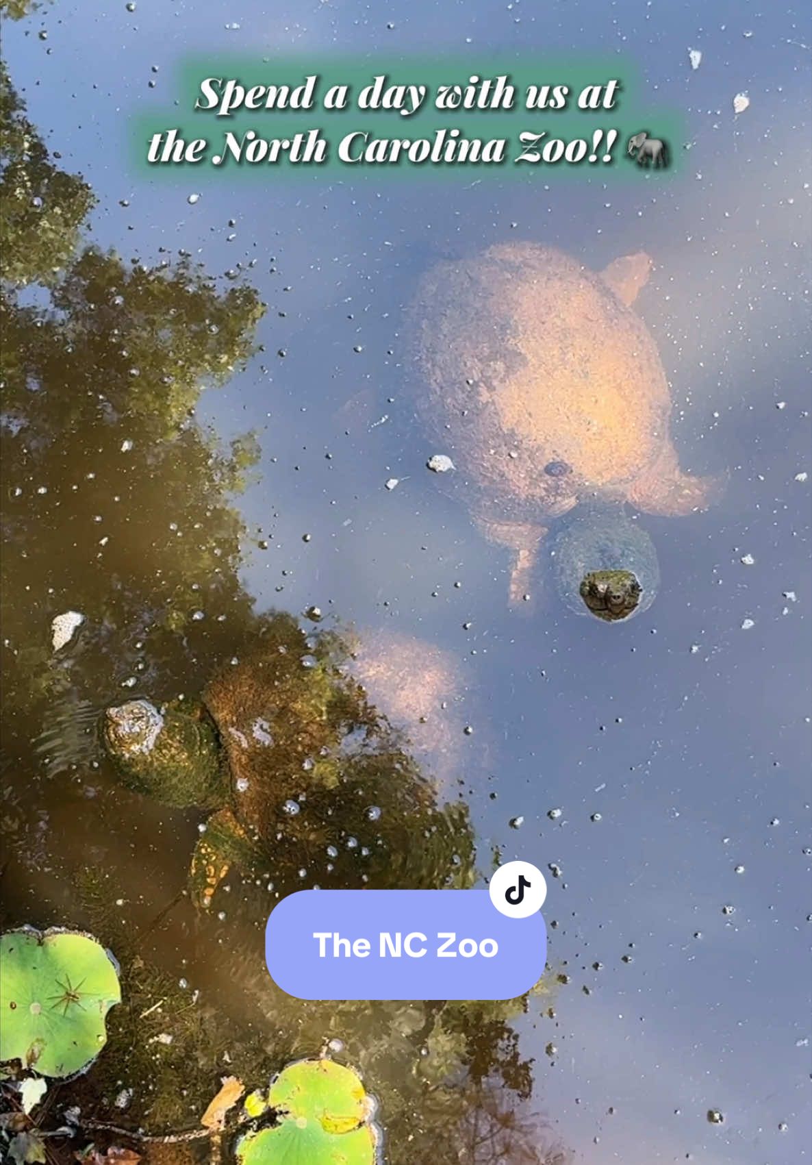 Who would have thought North Carolina has one of the best zoos in the Nation?! 🦁🦍 #nc#nctiktok#visitnc#northcarolina#explorenc#nccheck#nctravel#ncfun#nclife#nchype#thingstodoinnc#asheboronc#asheboro#nczoo#brayholt 