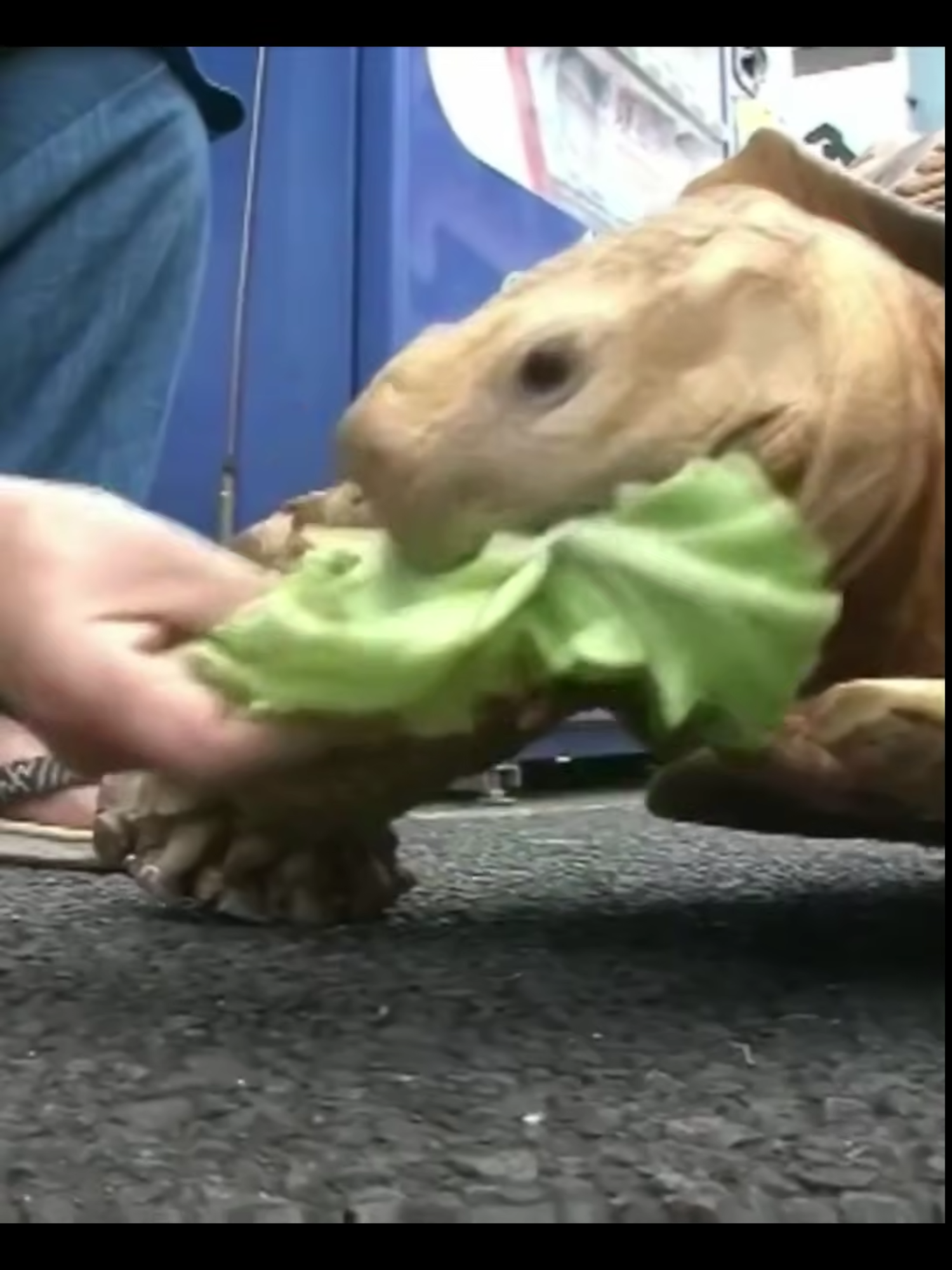 tortoises take it slow. #nartballs