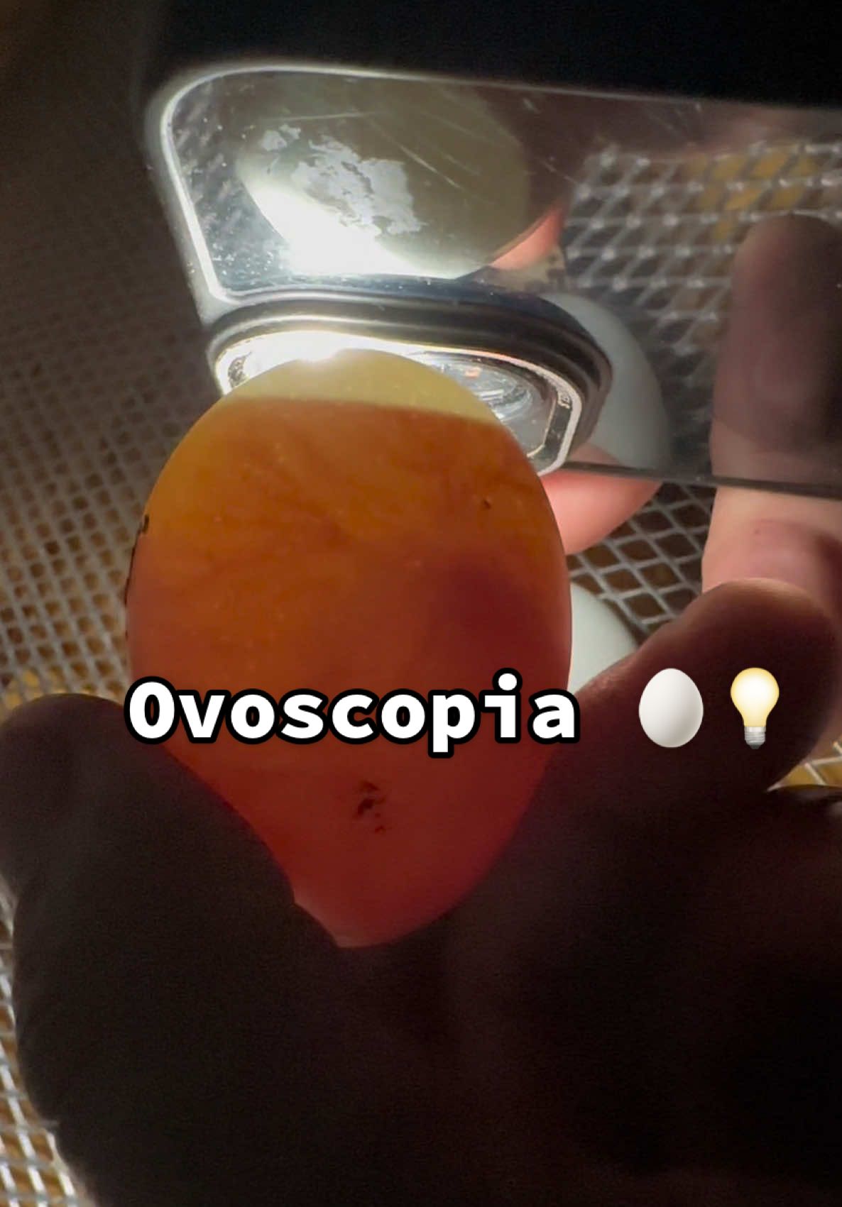 Você sabe o que é OVOSCOPIA? É um exame feito nos ovos usando uma luz forte para avaliar a qualidade interna e, no caso de ovos férteis, acompanhar o desenvolvimento do embrião, sem precisar quebrar!  Na avicultura, ela é essencial para: ✔️ Verificar se o embrião está se desenvolvendo corretamente ✔️ Identificar ovos trincados, inférteis ou com problemas ✔️ Garantir a qualidade tanto na incubação quanto nos ovos de consumo Uma técnica simples, rápida e indispensável na produção! 🐣 #Ovoscopia #avicultura #veterinária 