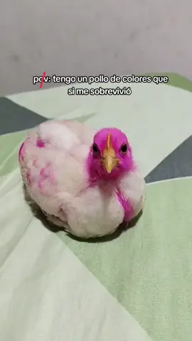 Coquito hermoso 