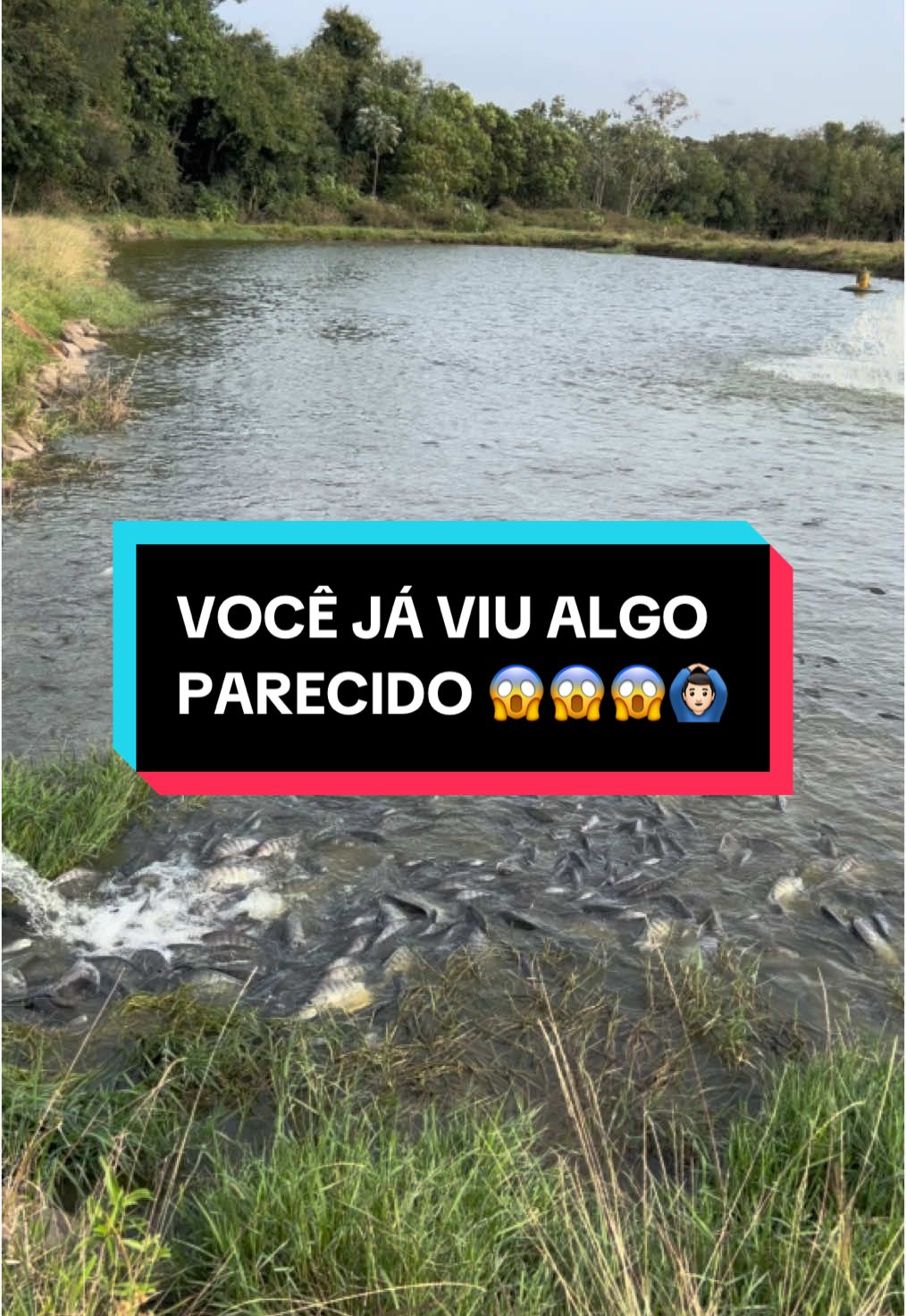 #producao #psicultura #tilapia #frigorifico #peixaria #despesca #carregamento #fypppppppppppppppppppp 