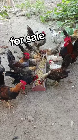 for sale #smallchicken #bantam 