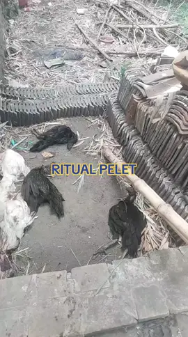 ritual nya DM aja kalau mau juga yh #fyp 