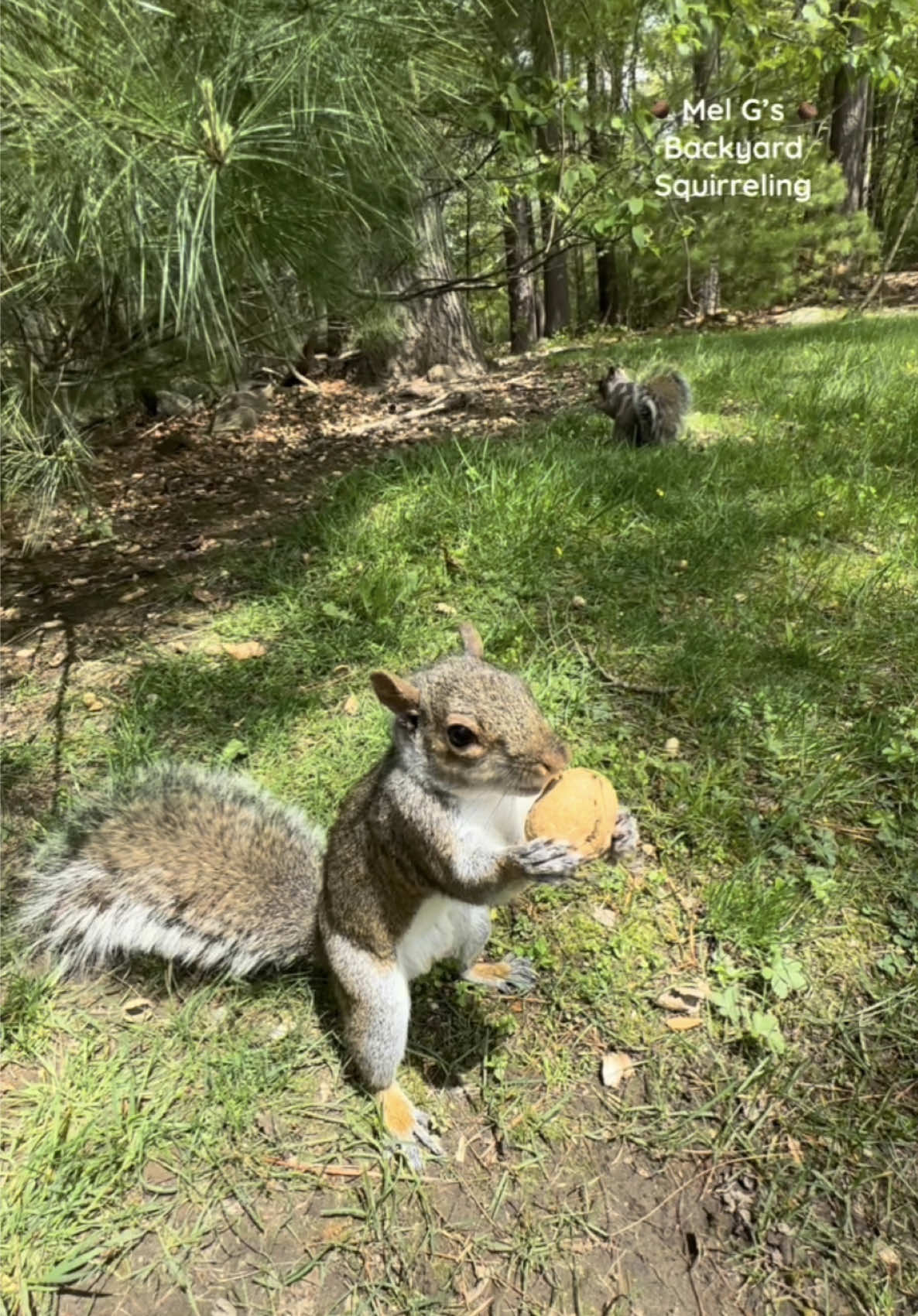 3 different squirrels catch walnuts in 15 seconds!!😯  #squirrelwhisperer #squirrel #amazing #talentedsquirrel #catch #squirrelcatch #squirrelfriends #backyardwildlife #connectwithnature #melgsbackyard #melgsbackyardsquirreling