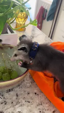 #opossum #opossumsoftiktok #possum #possumsoftiktok #cute #cuteanimals 