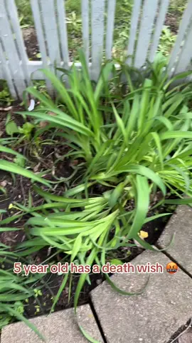 #crushedplants #poorplants#crazyplantladyproblems#damnkids#deathwish#outdoorplants #pissed #mn 