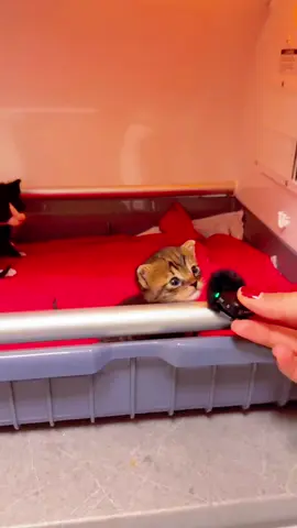 Cute kitten purring#kitty #cat #catsoftiktok #kitten #usa🇺🇸 #kittensoftiktok #animetiktok #funnycat 