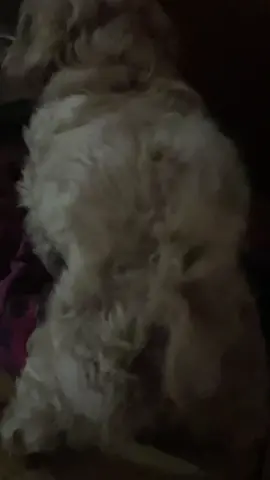 #damerucosita #elchongodetiktok #perrostiktok #perros #perrosgraciosos #perrosfelices #mañoso #bailarin #bailarina #perreo #perreointensochallenge #viralvideos 