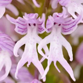🌿 Nature's Hidden Wonders 🌿 This striking flower is the Naked Man Orchid (Orchis italica), a rare and fascinating species native to the Mediterranean region. Its intricate blooms remarkably resemble tiny human figures — a beautiful example of the unexpected patterns nature can produce. Beyond its unique appearance, the Naked Man Orchid is part of a diverse and often overlooked world of wild orchids, many of which are under threat due to habitat loss and climate change. It's a reminder of how important it is to protect biodiversity and preserve the natural wonders that surround us. Every flower has a story. This one just happens to have limbs. #WildOrchids #OrchisItalica #NatureWonders #Biodiversity #BotanicalBeauty