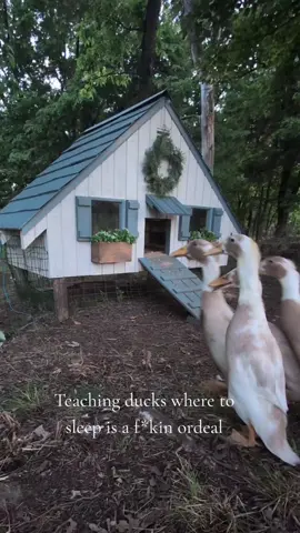 Why are they so dumb!?!? They cannot seem to master climbing the ramp!! Any suggestions TikTok land? #ducks #ducksofinsta #farm #farmanimals #duckhouse #duckcoop #chickencoop #coop 