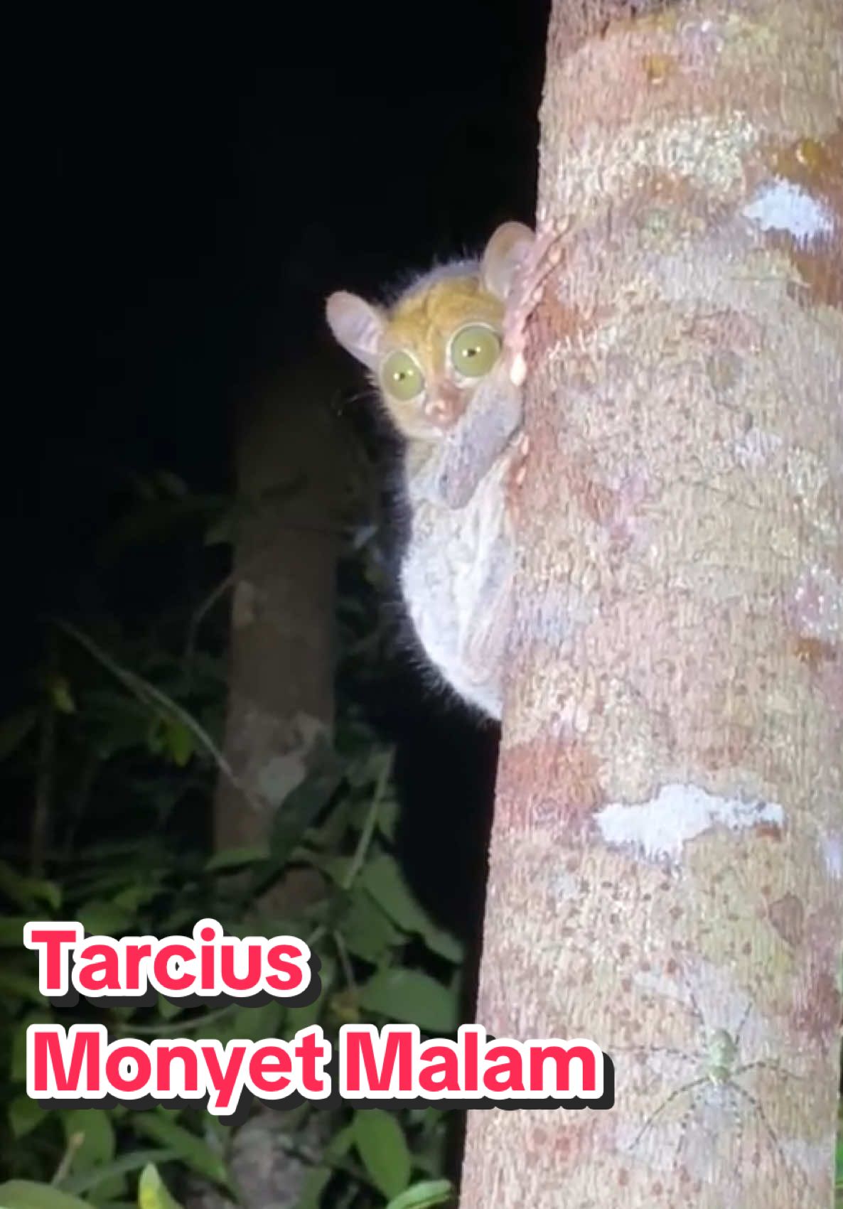 Tarcius, salah satu hewan langka yg sulit di temukan di Taman Nasional Tanjung Puting. Ini adalah poin pertama yang paling di cari untuk di lihat di setiap kesempatan jalan malam bersama turis mancanegara dan lokal. #beauty #natural #orangutan #infopbun #infokaltim #kaltengpos #borneo #backpacker #trending #viral #fyp #nightwalk #treeking #beautiful #alam #tanjungputing #tamannasional #pariwisata #wonderfulworld #pesonaindonesia #trip #earth #travel #traveltiktok #best #fyp #kukang #monkey #primata #matanajwa #orangutanhouseboattour 
