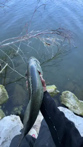 Best fishing release #fishtok #fisherman #angler 