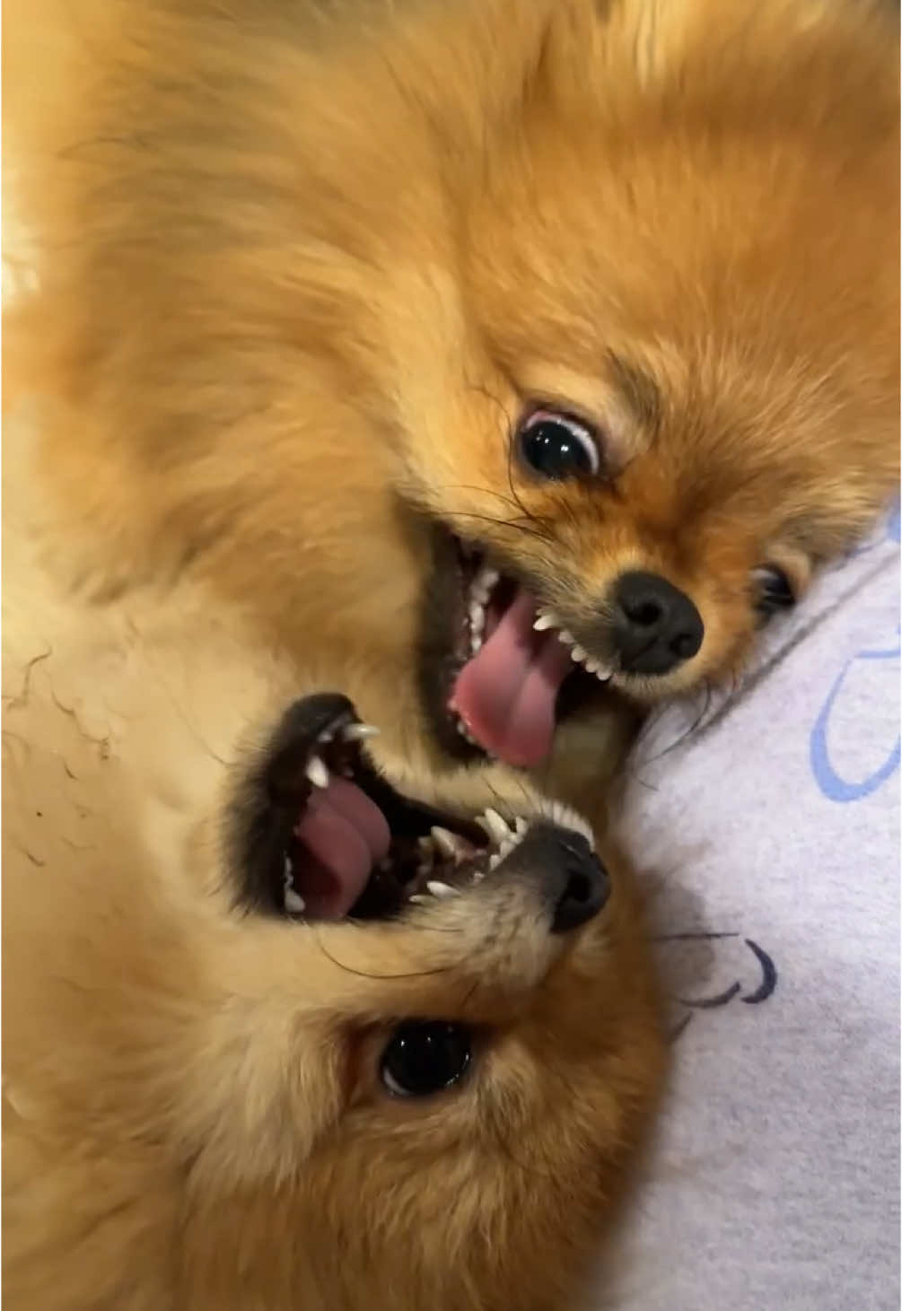 POV: you own Pomeranians 😤🤬💪🏻 #pomeranian #pom #fyp #trending #dogsoftiktok #funny #fight #dog 