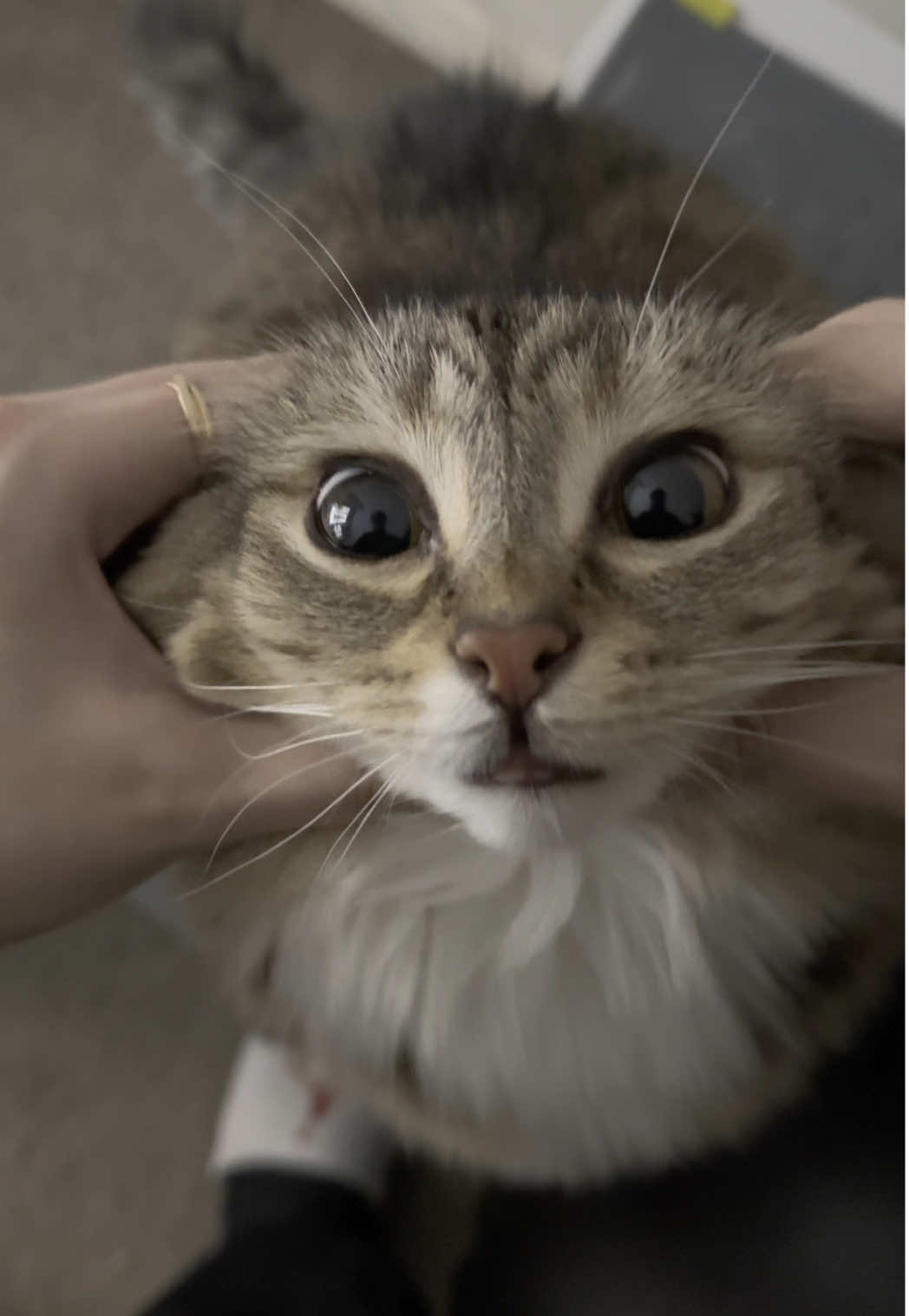 Car had no thought #catsoftiktok 