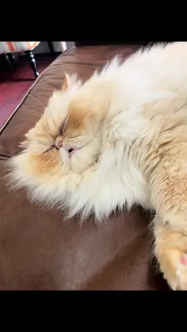 Living his best life #naughtyrupert #grumpycat #persiancats #flamepointcat #naughtycats #gatosgraciosos #gatoslindos #gattobello #gattopersiano #sleepycats #lazycat #creamsicle 