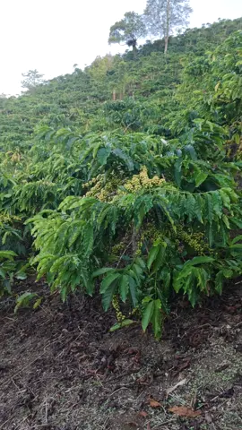 KEBUN KOPI SUPER DEK INGI ENEK WONG NGECE AKU JARE DADI WONG TSNI KI ORA MASOK, KERJAANE NGUMBOL ORATAU NANGIMAH, ORA MASOK YO ELOS, SAK SENENG KU TO #kopirobusta  #kopibodong  #ikspirantingtugusari  #kopitugusari  #kopisuperbestpower  #kopitanggamus  #kopiulubelu  #kopilampung  #kopikenangan  #kopi  #sorotanpengikut  #sorotantiktok  #sorotabpublik  #sorotandunia  #sorotanindonesia🇲🇨  #sorotan  #jangkauanluas  #jangkauanluasfyp  #jangkauanluastiktok  #trendingsong  #trendingtiktok  #trendingvidio  #kopiviral  #trend 