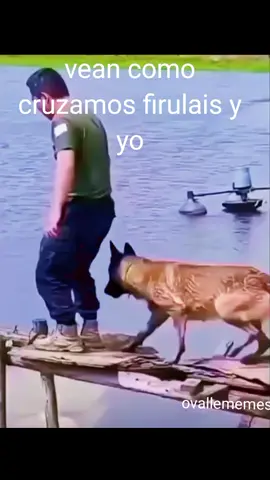 😅😅😂#firulais #caidasgraciosas 