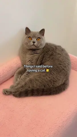 Did I say that? 😂 #britishshorthair #catlife #cat #cutecat #catsoftiktok
