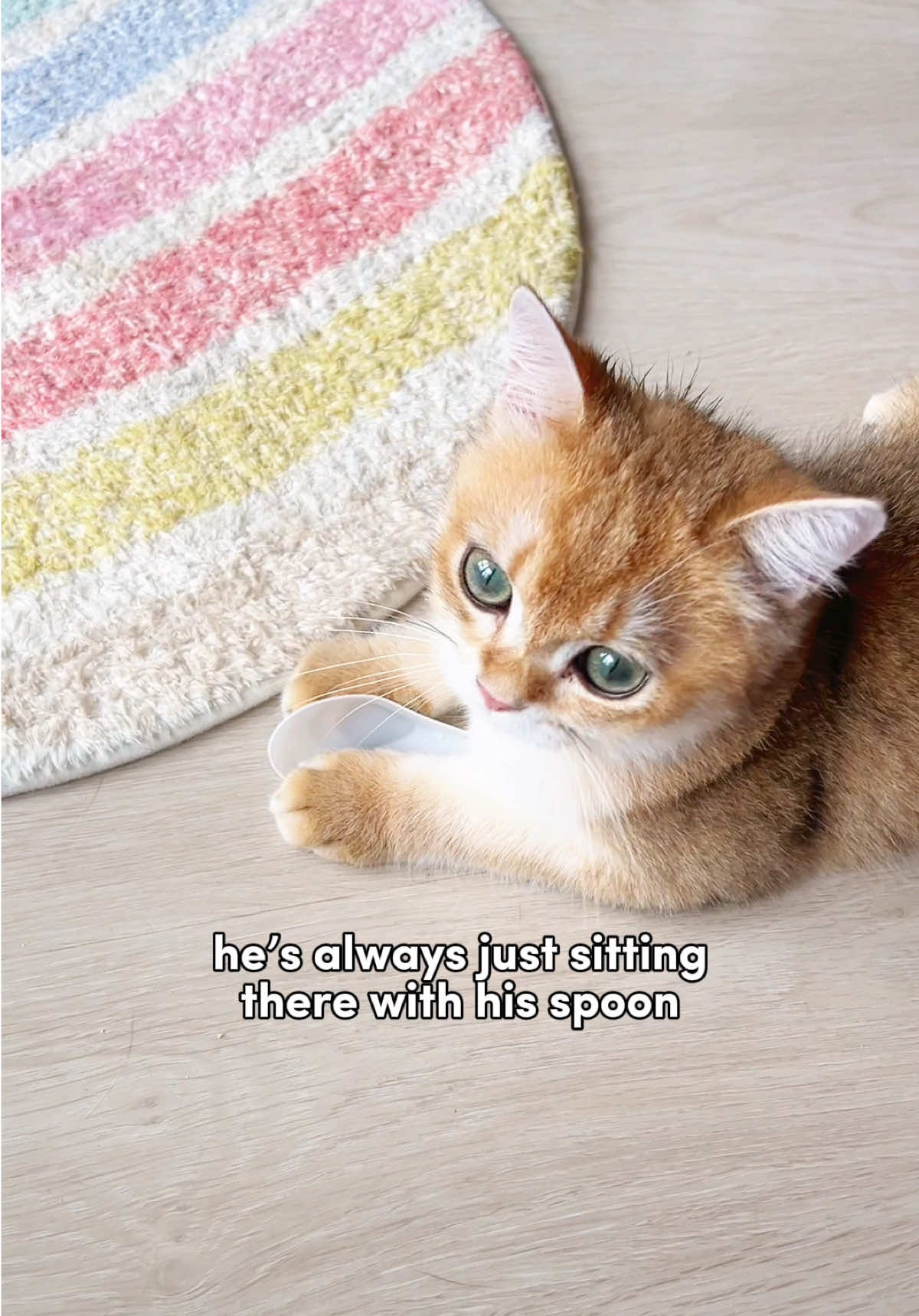 My cat and his spoon 🥄🐱🥹 #funnycatvideo #catvideos #cutecatsoftiktok #catsoftiktok #kittenlove #catlover #kittensoftiktok #kittentok #cutekitten #kittensoftiktok #cutecatvideos #britishshorthair #catowner 