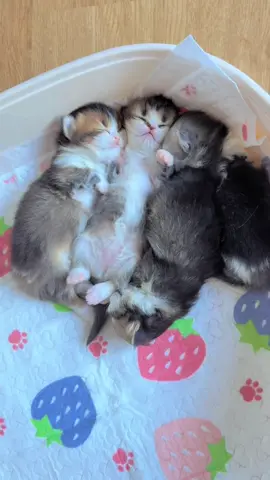 Come on#pets #cats 