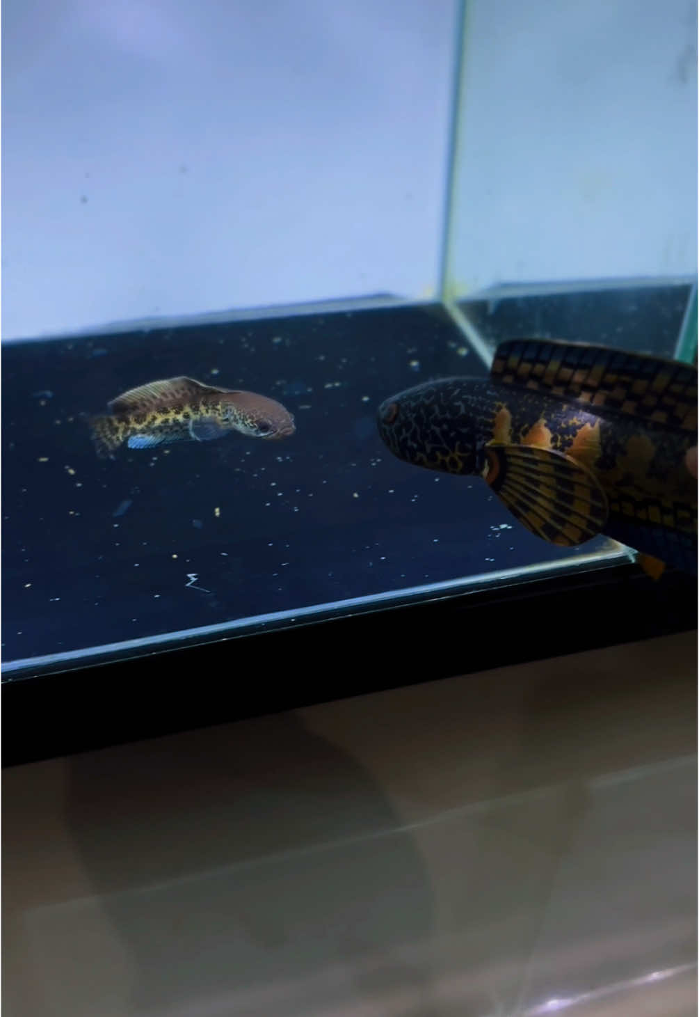 Auranti cb 5-7cm ready Auranti wc 8-10cm singel dan ombyok ready Ecer partai gas Co di bio ya ges#channaauranti #aurantimaculata #auranti #aurantikontes #channaindonesia 