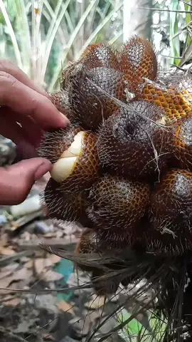 🧑🏻‍🌾 Guess what fruit this is? #top #fresh #fruit 