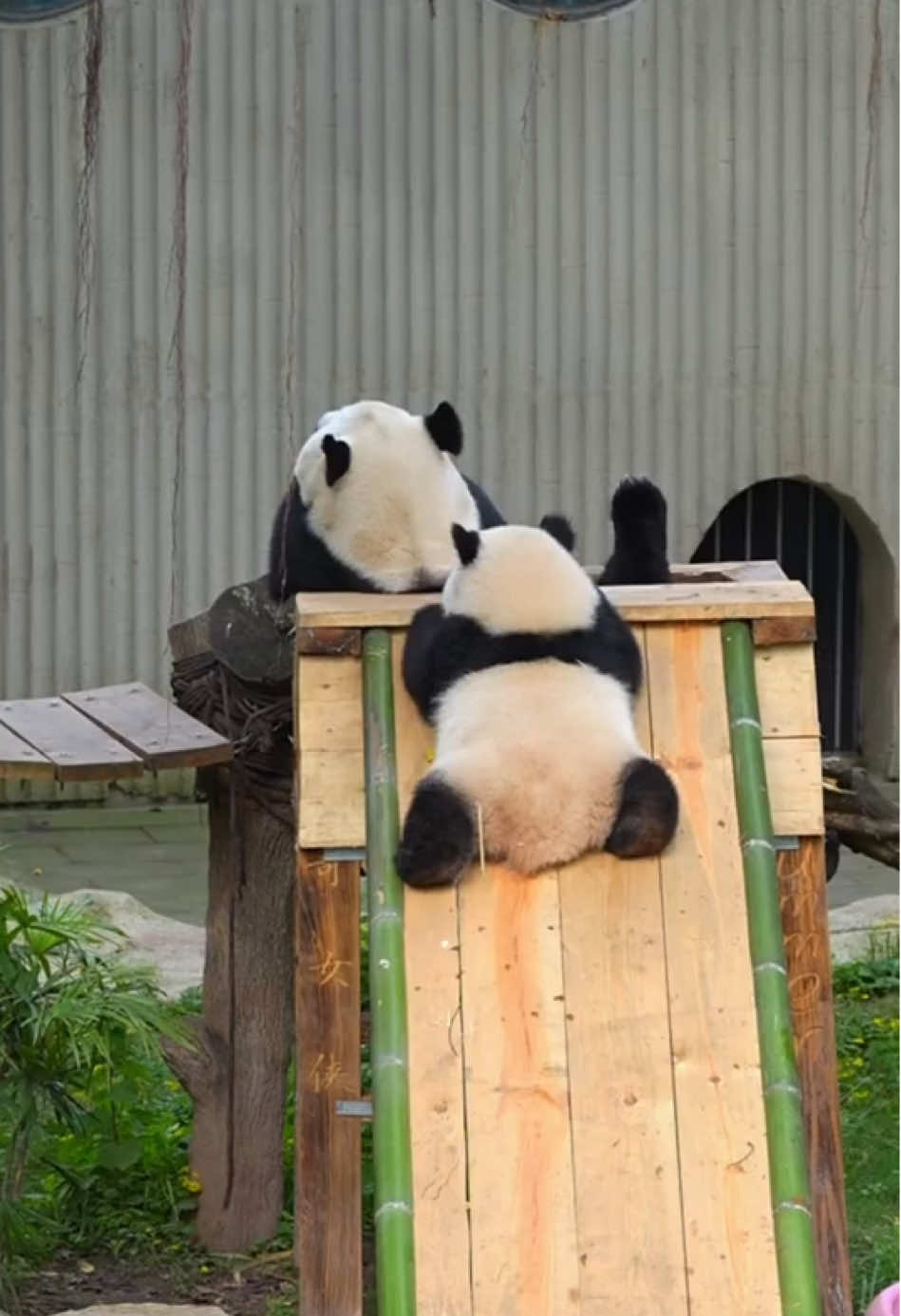 爱玩滑滑梯的宝宝🍼🐼 #qisanmei #pandababy #cute #panda 