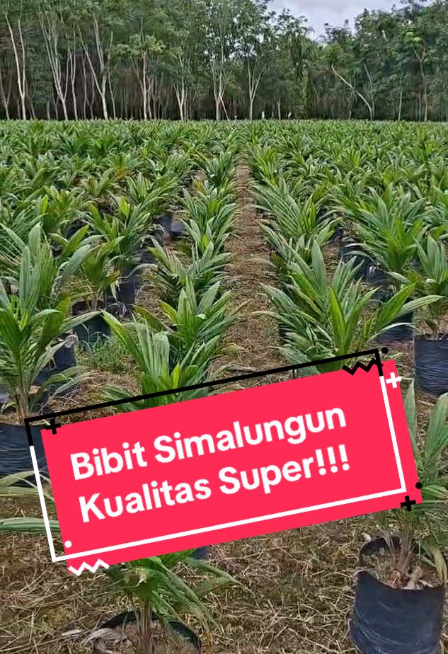 Varietas DxP Simalungun Dan DxP Yangambi Umur 8 Bulan siap di Pasarkan 🌴🌴🌴 Lokasi Penangkaran ada di Bogatama, Kecamatan Penawartama, Tulangbawang. #PPKS #PPKSMEDAN #asadwiguna #sawitindonesia #petanisawit #informasi #petaniindonesia🇮🇩🇮🇩🇮🇩🌿🌿 #ppksdumpy #ppksyangambi #ppkssimalungun #kelapasawit #PPKS239 #bibitkelapasawit #ppksmedan #indonesia🇮🇩 #ppks #sawitlampung #bibitsawit #beritaviral #petanimuda #petanilampung #beritatiktok #petanimilenial #petanisawitlampung #fypage 