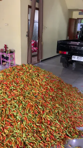 #fyppppppppppppppppppppppp #pengepulcabe #bakulcabe #moots? #cabemerah🌶🌶🌶🌶 #cabehijau #tomat #sayuran #sad #ngadirjo #temanggung 