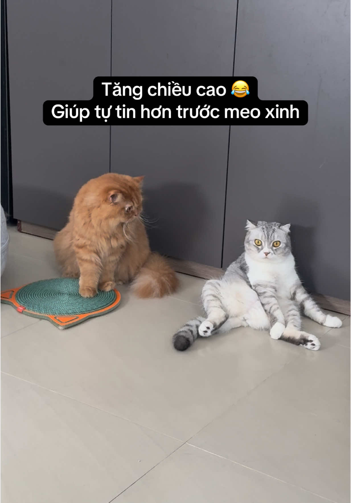 Mua 1 món xài được cho nhiều mục đích 🤣🤣 #mèocam #mèocute #cutecat #bancaomong 