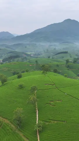 Tuyệt đẹp đồi chè Long Cốc , Phú Thọ #doichelongcoc #doichedepnhatvietnam #dulichphutho